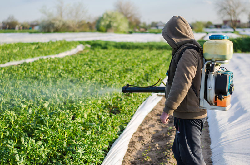 Recolte-non-bio-les-dangers-des-pesticides-favoriser-une-cascara-bio-4